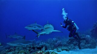 Scuba Diving with Sharks! (part 1)