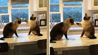 Siamese cats have the laziest kitchen counter fight ever