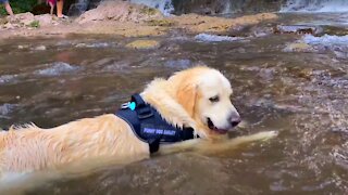 Golden Retriever First Time at the Waterfall