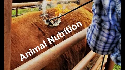 Livestock Nutrition | Beef Cattle | Horse Care (In the Chute - Round #94)