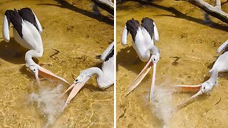 Pelicans play with water hose just like a dog would!