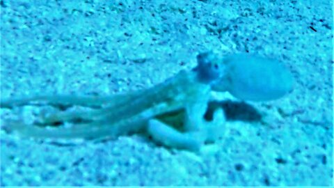 Scuba divers encounter a baby octopus in Belize