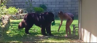 Tiny girl confidently trains her huge Newfoundland puppy