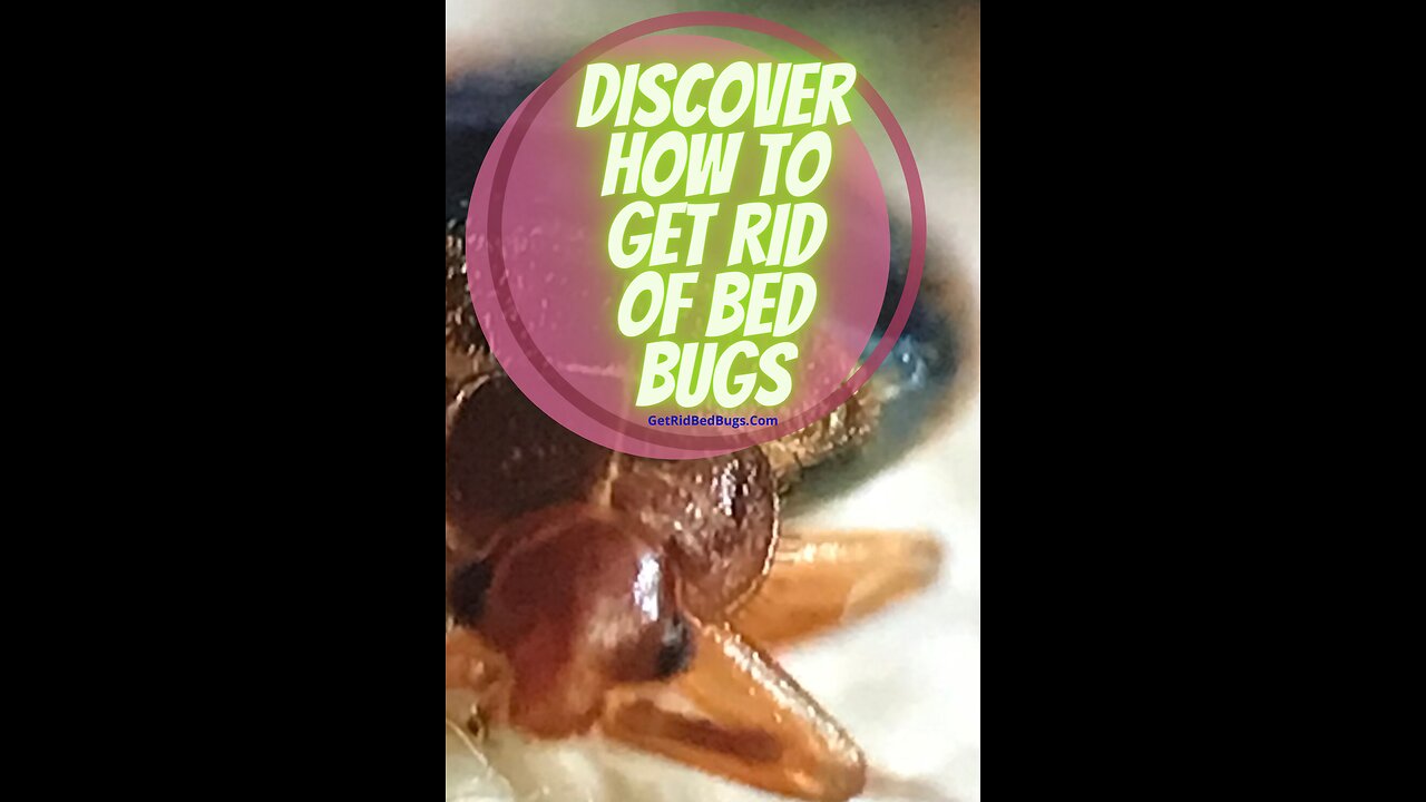 Where Do Bed Bugs Hide?