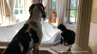 Great Dane loves to bird watch with feline friends
