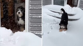 Puppy playing in the snow for first time will melt your heart