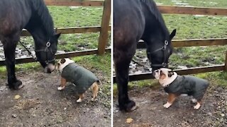 Bulldog Puppy Shares Special Bond With Horse Best Friend