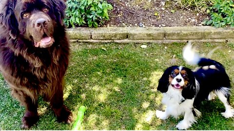 Cavalier Puppy Adorably Takes Newfie’s Toys