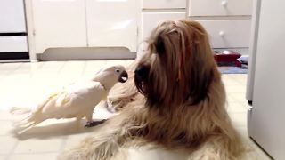 Cockatoo Communicates With The Dog Talking In Her Language