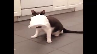 Crazy cat obsessed with stealing toilet paper rolls