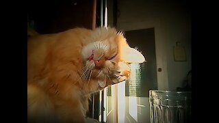 Adorable slow motion of cat cleaning itself
