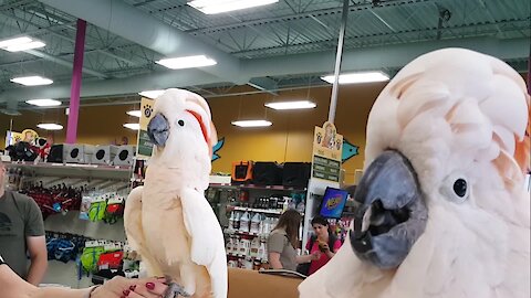 Hilarious Cockatoos Meet Each Other In Pet Store