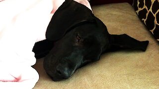 Adorable Great Dane puppy surrenders to sleepiness