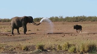 Elephant bull shows wildebeest he's boss of the local watering hole