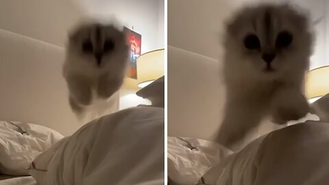 Playful Kitty Steals The Show With Adorable Jump At Camera