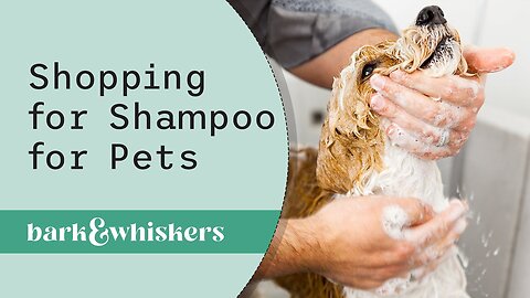 What to Look for When Shopping for Shampoo for Pets