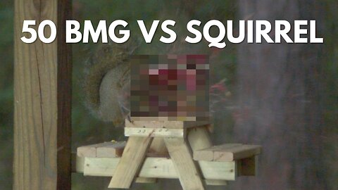 50BMG VS Squirrel