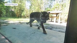 New Malayan tiger debuts at Naples Zoo