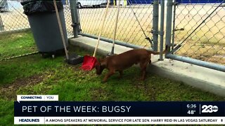 Pet of the week: Bugsy