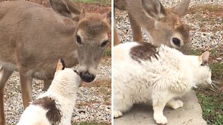 Extremely friendly deer lovingly gives kitty a bath