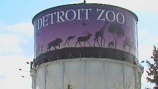 Detroit Zoo to vaccinate gorillas, chimpanzees, tigers and lions against COVID-19