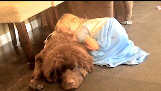 Little girl takes caring for her giant puppy very seriously