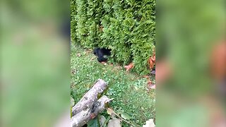 Adorable Puppy Tries to Get Past a Hedge