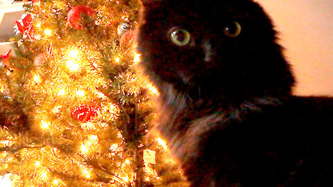 Hidden camera shows cats attacking Christmas tree