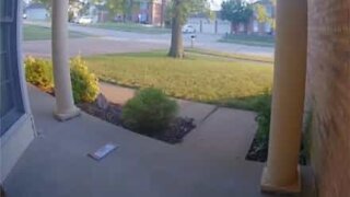 Security camera captures ants stealing mail
