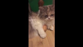 If you give a cat an egg, will they protect it?