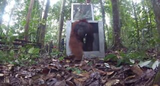 Three rescued orangutans finally return home!