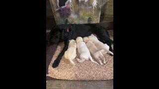 Mama with her puppies