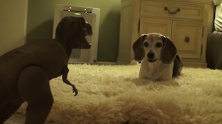 Beagle extremely skeptical (and jealous) of roaring T-Rex toy