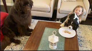 Christmas treat extravaganza for Newfie and Cavalier puppy