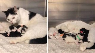 Please Mind The Cat! Litter Of Kittens Rescued From Under Tube Station Escalator