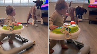 Dog tries to persuade baby to play fetch with him