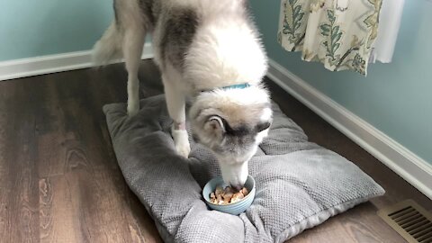 Stubborn husky refuses to eat, tries to bury his food