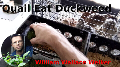 Feeding Duckweed To My Quail
