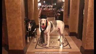 Talkative Great Danes Celebrate New Year's Eve