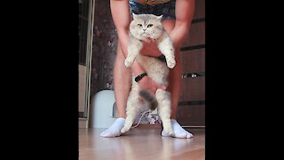 Cat Not Enthusiastic About Forced Dancing Session