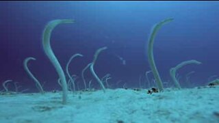 Åler danser på havbunnen utenfor Maldivene