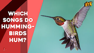 What You Should Know About Hummingbirds