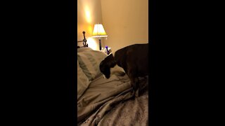 Hidden Camera Captures Pit Bull's Nightly Routine