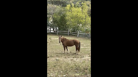 Beautiful horse enjoying her day