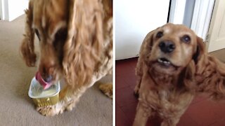 Honey the cocker spaniel tries to clean up after her food