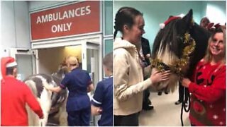 Horse visits his owner at the hospital