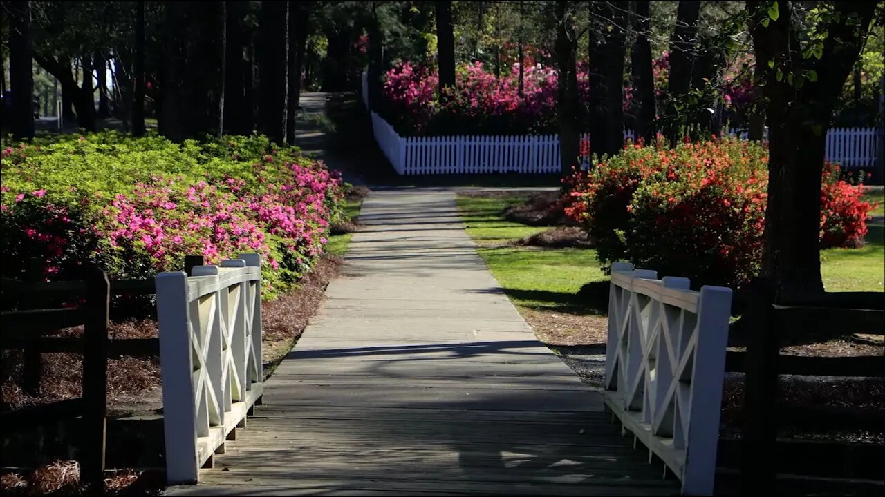 Flowertown 2023 Azalea Bloom, Summerville, SC