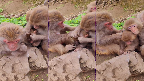 Monkeys catch insects on each other's heads