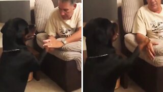 Sweet Rottweiler Demands More Attention From Owner
