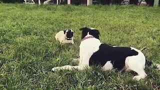 Hilarious doggies engage in epic argument